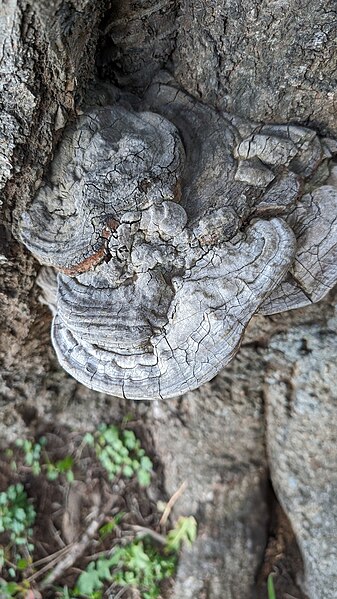 File:Ganoderma applanatum 341254852.jpg