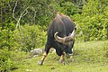 A gaur