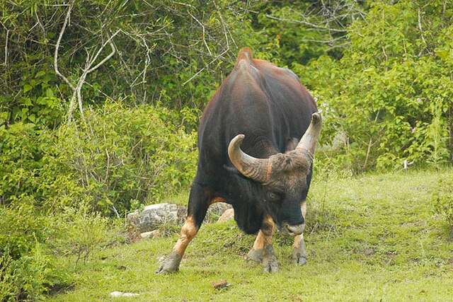 File:Gaur_bandipur.jpg