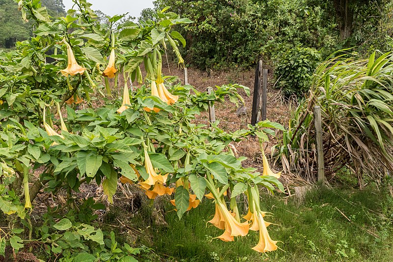 File:Gelbe Engelstrompeten in Panama (27307948025).jpg