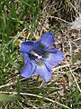 Gentiana acaulis