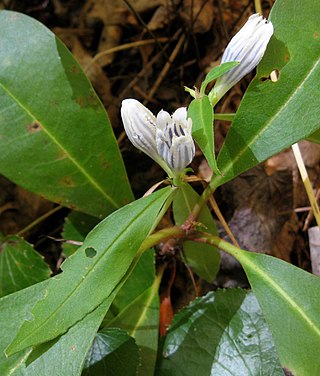 <i>Gentiana decora</i> Species of plant