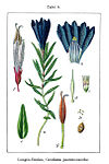 Gentiana pneumonanthe Sturm9.jpg