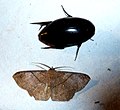 Geometridae, Ennominae. Petelia sp. plus possible Diving beetle. Dytiscididae - Flickr - gailhampshire.jpg