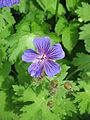 Geranium ×magnificum