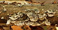 Gewoon elfenbankje (Trametes versicolor). Locatie, Hortus (Haren, Groningen).