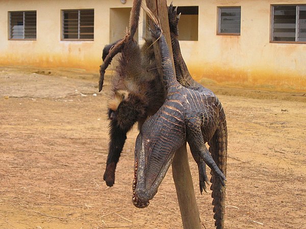 Bushmeat in Gabon