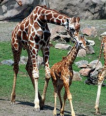 Как рожают жирафы. Жираф-Масаи. Рождение жирафа. Жирафы в Африке. Жираф рождается.