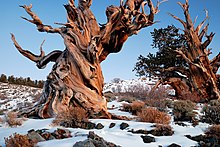 Great Basin bristlecone pines in the Ancient Bristlecone Pine Forest of the White Mountains, California Gnarly Bristlecone Pine.jpg