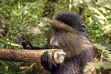 Cercopithecus nictitans – Wikipédia, a enciclopédia livre