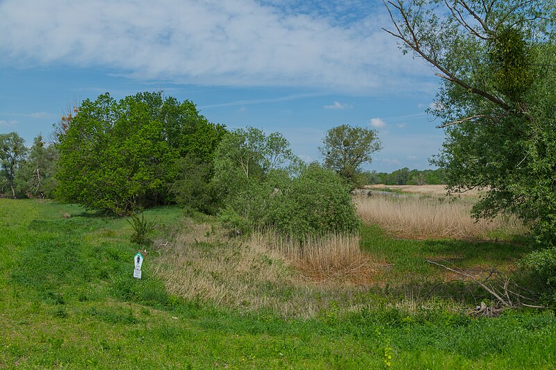 File:Gorsdorf NSG Untere Schwarze Elster 08.jpg