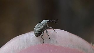 <i>Apion ulicis</i> Species of beetle