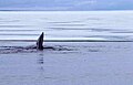 Bowhead whale: Flipper