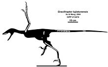 Graciliraptor lujiatunensis.jpg