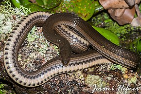 Resmin açıklaması Graham's Crawfish Snake (Regina grahamii) .jpg.