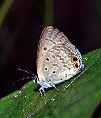 Gram Blue Euchrysops cnejus UN by Dr. Raju Kasambe Nagpur 221010 (3).jpg