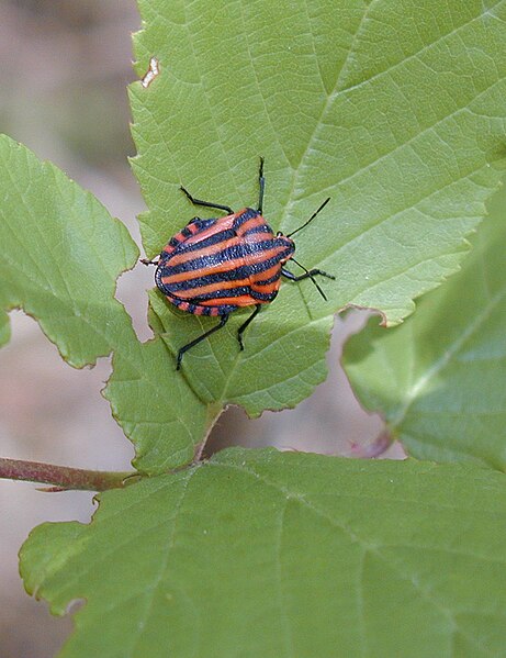 File:Graphosoma-italicum.jpg