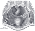 The peritoneum of the male pelvis.