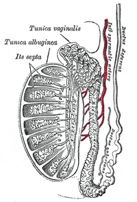 Epididimis berfungsi