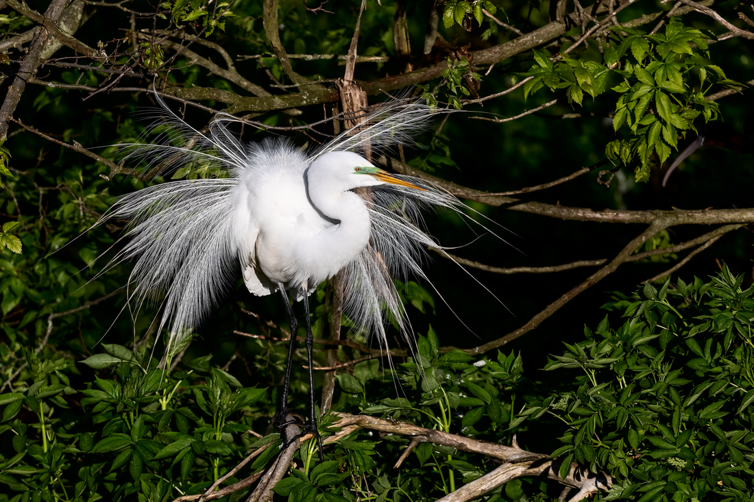 Great egret