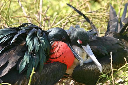 A breeding pair of greater frigate birds