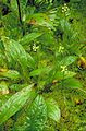 Green fringed orchid flower plant platanthera lacera.jpg