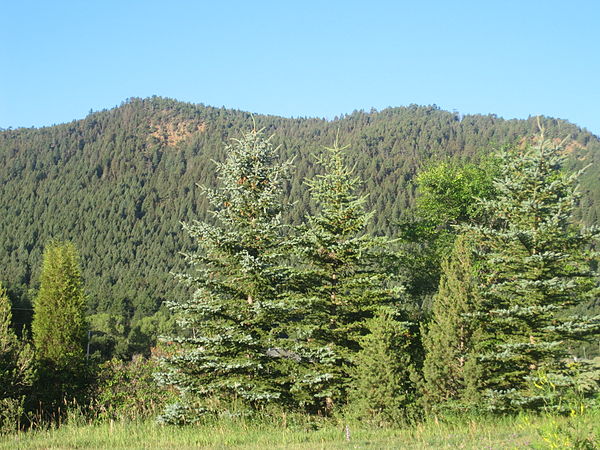 Summer greenery of El Paso County