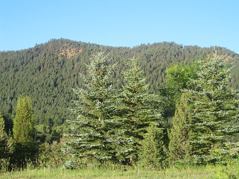 File:Greenery of El Paso County, CO IMG 5163.JPG