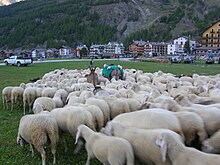 Gregge sceso dall'alpeggio durante la Devètéya