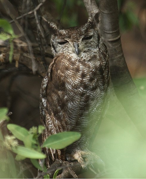 File:Greyish Eagle-Owl.jpg