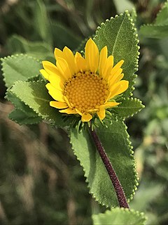 <i>Grindelia adenodonta</i> Species of flowering plant