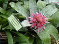 Guzmania Hybrid