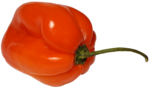 Habanero.png