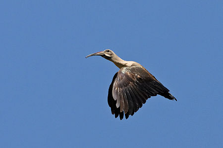 Tập_tin:Hadeda_Ibis_(Bostrychia_hagedash)_in_flight,_from_side.jpg