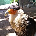 Halcón Cara Cara en el zoológico de Querétaro