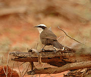 Pomatostomus halli