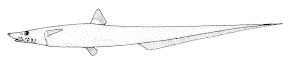Описание изображения Halosaurus_pectoralis_ (Goanna_fish) .gif.