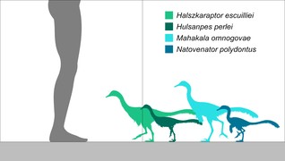 Size comparison of Halszkaraptorinae