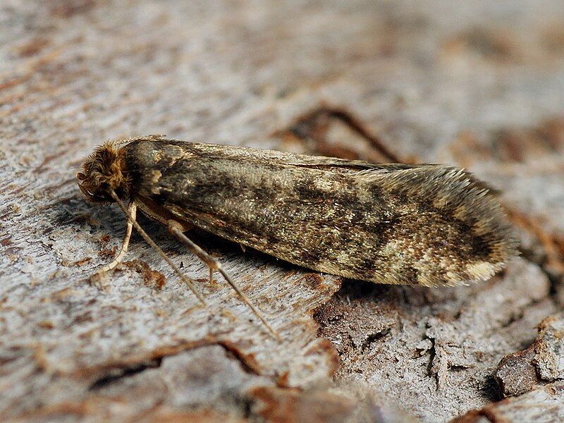 File:Haplotinea ?insectella - Drab clothes moth - Ложная хлебная моль (40342239965).jpg