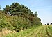 Hawthorn hedge - geograph.org.uk - 982933.jpg