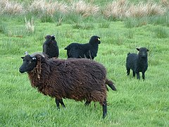 Hebridean Sheep 2004 (Public Domain)