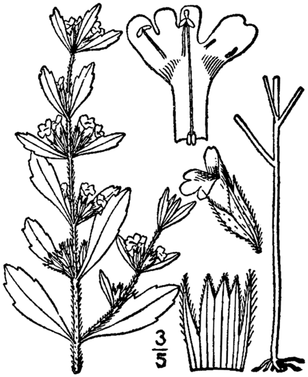 Hedeoma pulegioides drawing 1.png