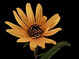 Helianthus angustifolius, or swamp sunflower flower close up