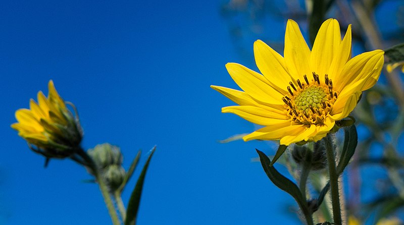 File:Helianthus giganteus (9592721496).jpg