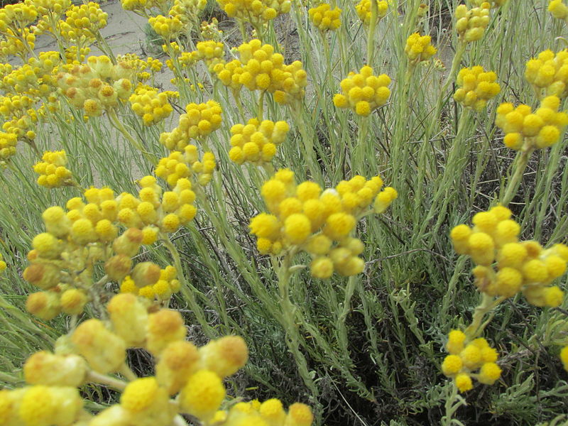 File:Helichrysum italicum (Roth) G. Don 0904 02.JPG