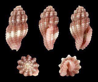 <i>Hemilienardia malleti</i> Species of gastropod