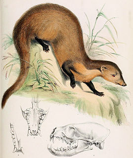 Collared mongoose Species of mongoose from Southeast Asia