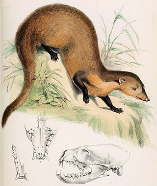 <span class="mw-page-title-main">Collared mongoose</span> Species of mongoose from Southeast Asia