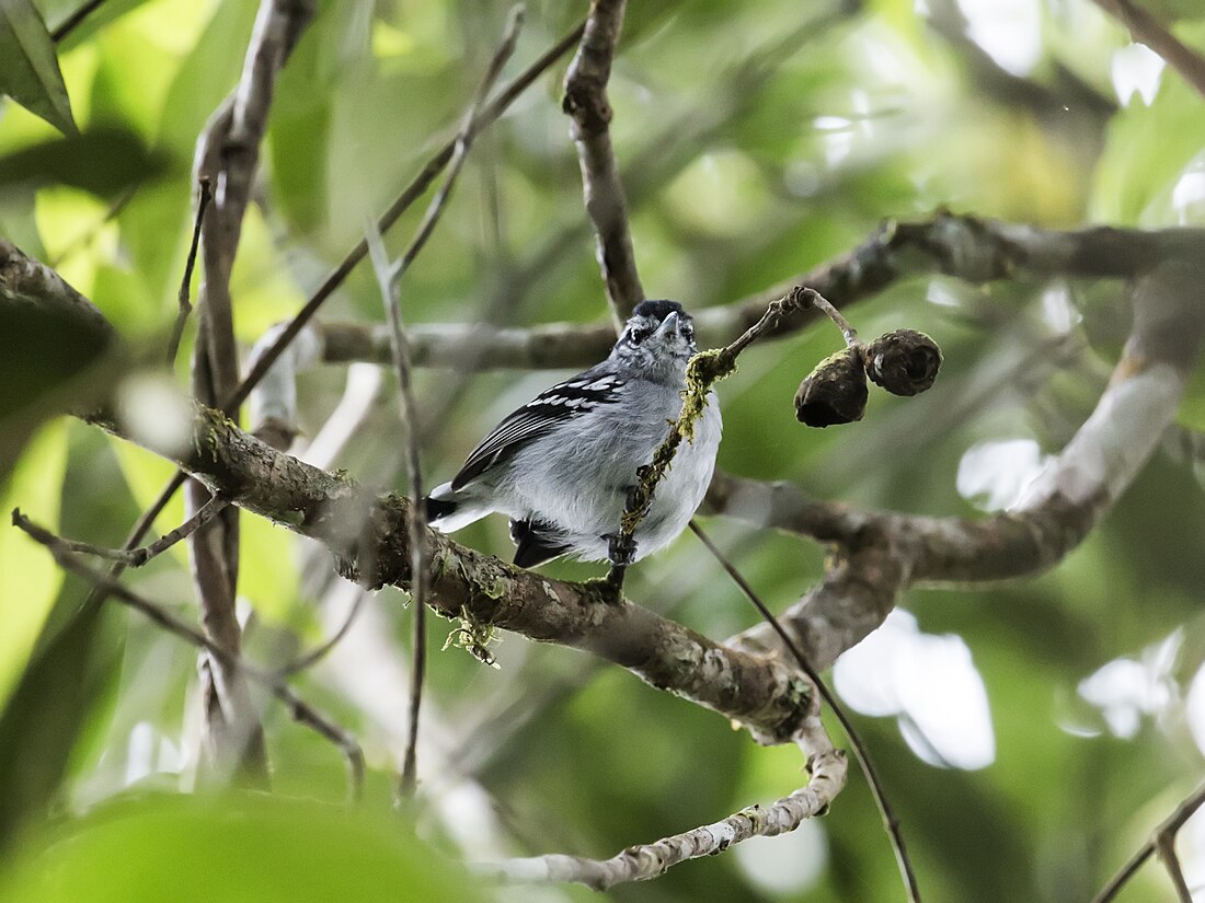 Ash-throated antwren