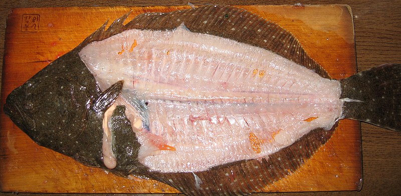 File:Hirame flatfish 5mai after.JPG